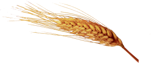 Spiga di grano Spiga di grano