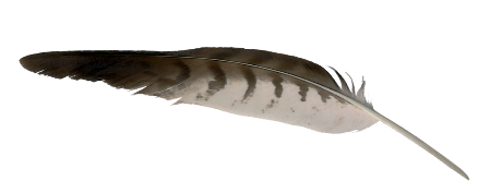 Penna Penna